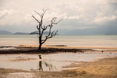 Deniz arka plan ile ölü ağaçlar