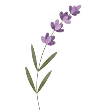 Lavanta dalı. Markalaşma, ambalaj ve doğal tasarım için suluboya çizimi.