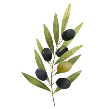 Yeşil ve siyah zeytin. Yiyecek ve organik tasarım için yapraklı suluboya dalı.