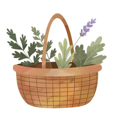 Kırsal ve doğal tasarım için suluboya lavanta ve bitki çizimi. Bitki sepeti.