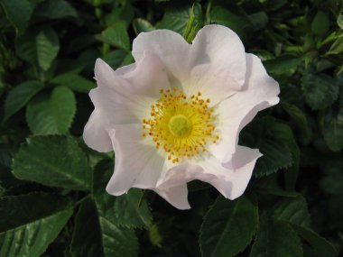 Renkli gül çiçeği yeşile boyanmış.