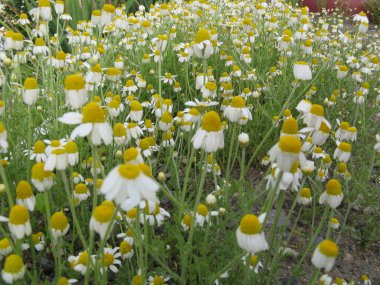 Çiçekli papatyaları olan yaz çayırları