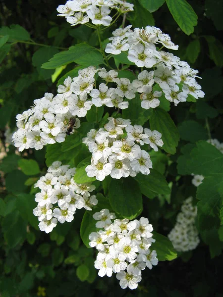 Белые Цветы Почки Цветущей Спирейском Кустарнике — стоковое фото