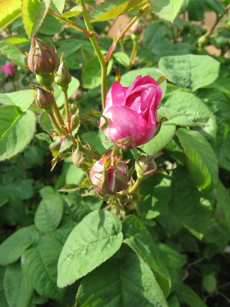 Roses Bush Garden — Stock Photo, Image