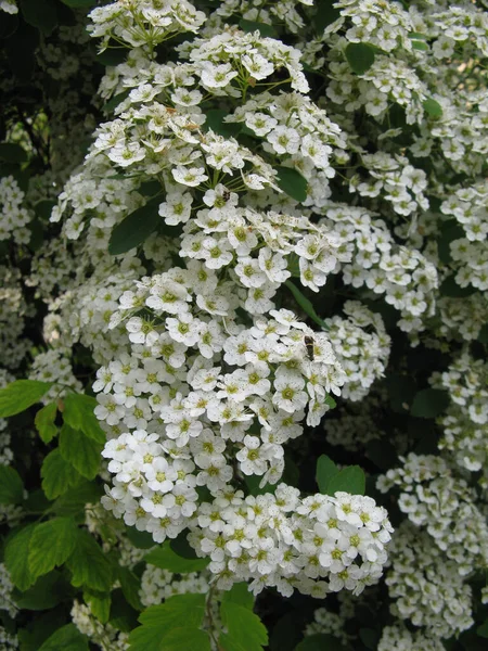 Белые Цветы Почки Цветущей Спирейском Кустарнике — стоковое фото