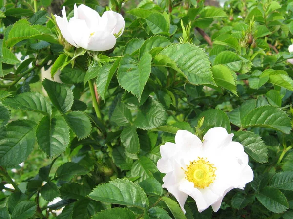 Flower Dog Rose Rosa Canina Growing Nature — Stock Photo, Image