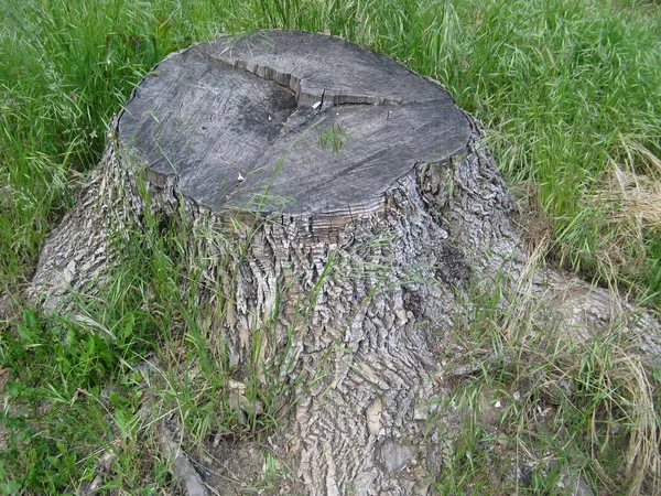 Alter Baumstumpf Mit Gras Bewachsen — Stockfoto