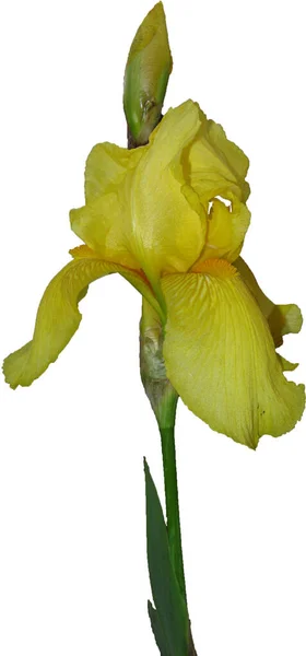 Iris Amarillo Sobre Fondo Blanco — Foto de Stock