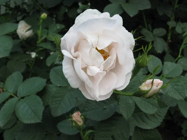 灌木丛中的白玫瑰 — 图库照片
