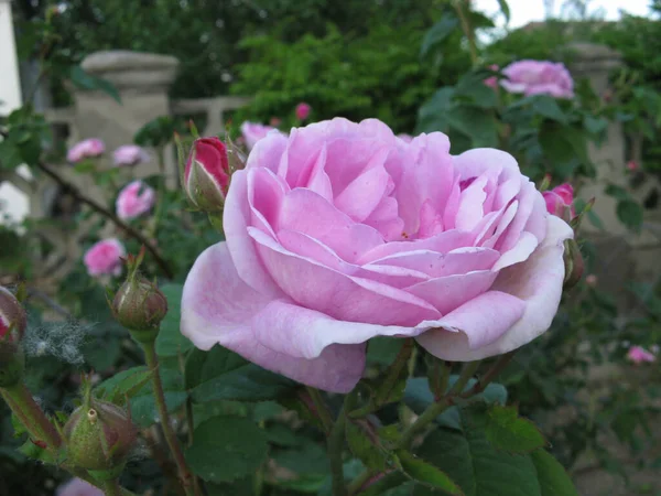 Pembe Gül Çalıların Üzerinde — Stok fotoğraf