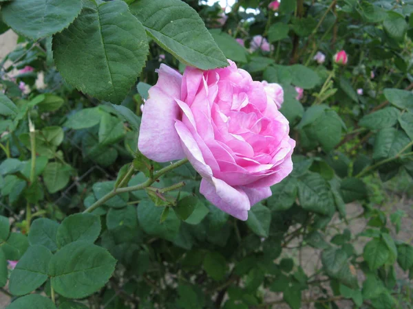 Rosa Rose Auf Dem Strauch — Stockfoto