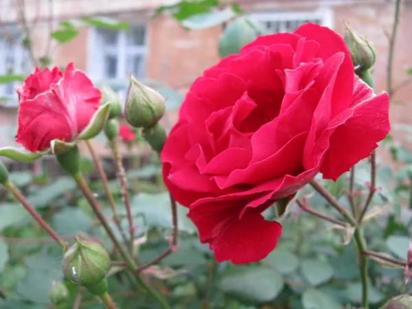 Czerwona Róża Krzewie — Zdjęcie stockowe