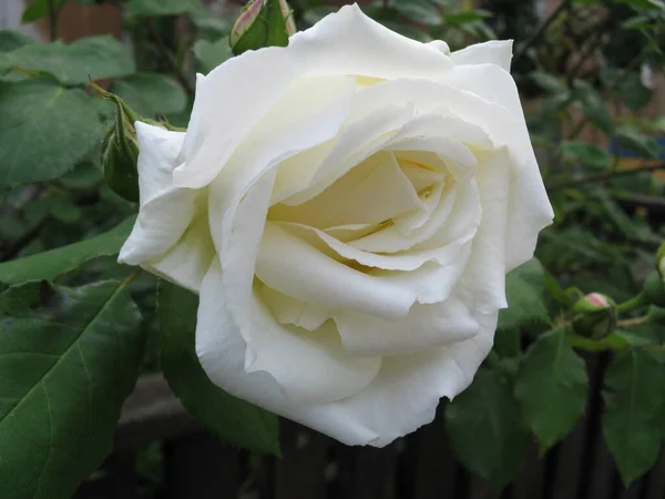 灌木丛中的白玫瑰 — 图库照片
