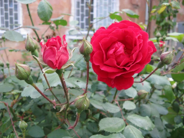 Rote Rose Auf Dem Busch — Stockfoto