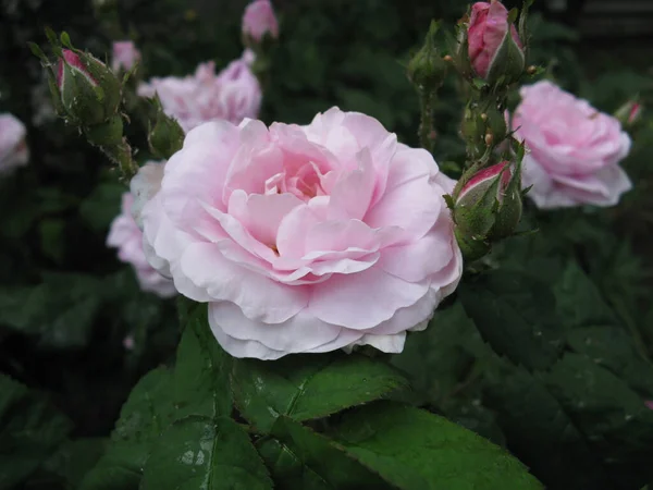 Strauch Roter Rose Grünen Blättern — Stockfoto