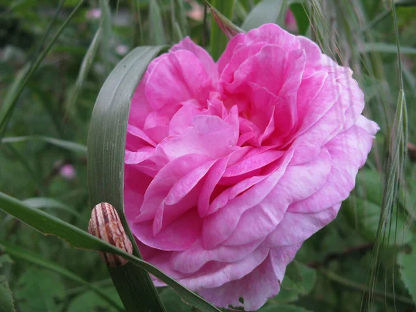 Rosa Rose Auf Dem Strauch — Stockfoto