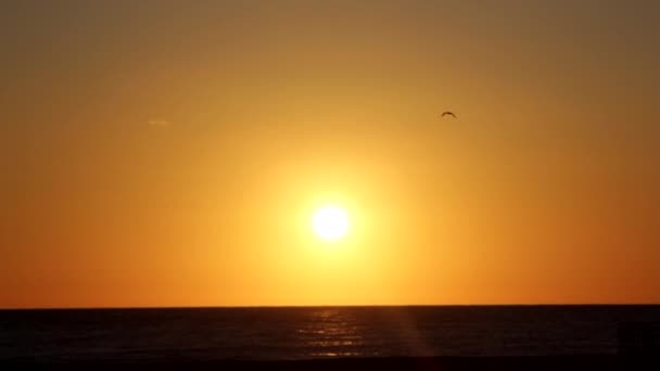 Gabbiano che sorvola il mare al tramonto — Video Stock