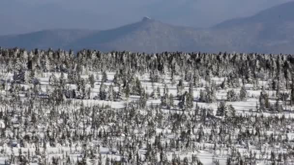 Vallée avec sapins dans les montagnes enneigées, Vallée avec arbres dans les montagnes — Video