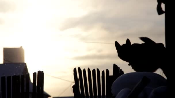 Cascas de cão ao pôr do sol — Vídeo de Stock