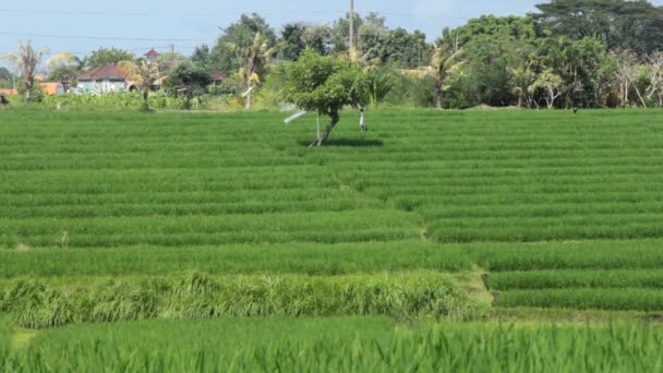 Campo de arroz en Bali — Vídeos de Stock