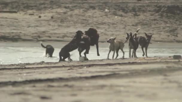 Honden vechten in de buurt van de rivier — Stockvideo