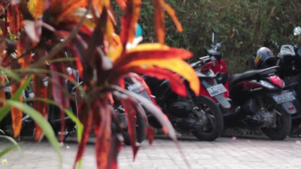 Scooterne er på parkeringsplassen – stockvideo