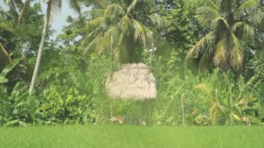 Pirinç alan ortasında döken