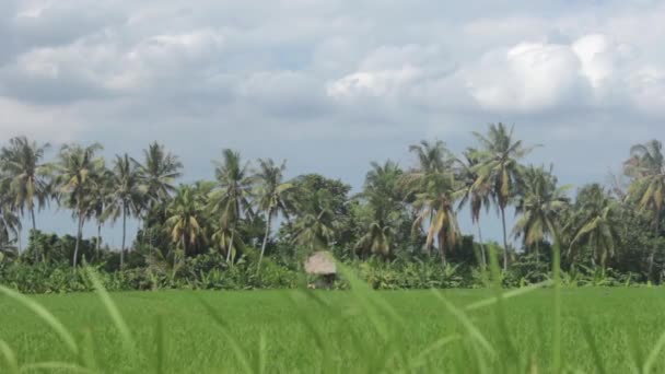 Shed in the Center of the Rice Field — Stock Video