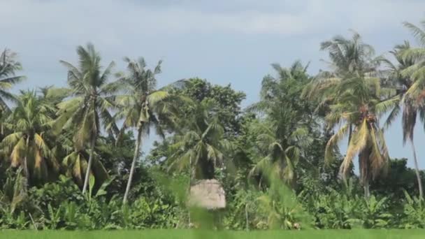 Schuur in het midden van het veld rijst — Stockvideo