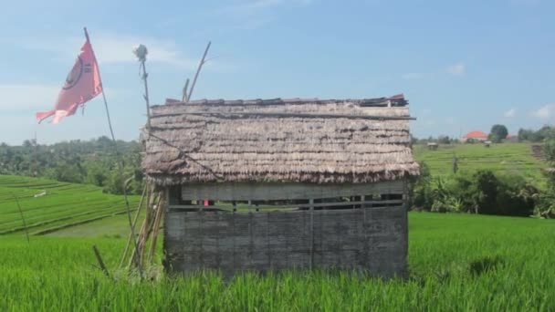 Derrame no centro do campo de arroz — Vídeo de Stock