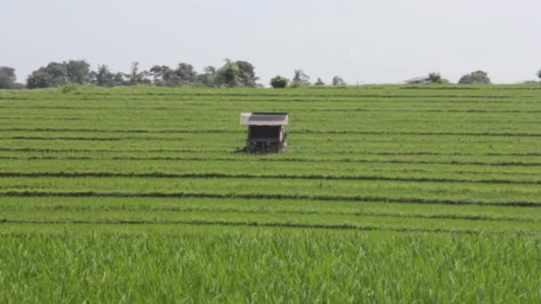 Cobertizo en el Centro del Campo de Arroz — Vídeo de stock