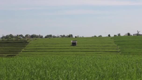 Schuur in het midden van het veld rijst — Stockvideo