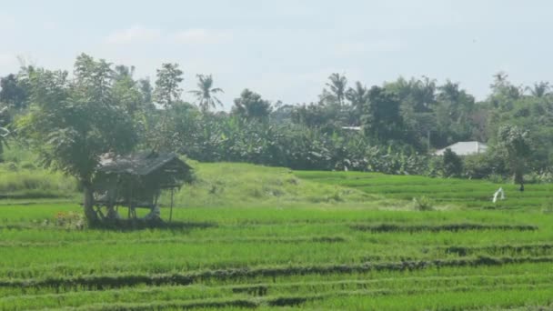 Barn on a Rice Field — Stock Video