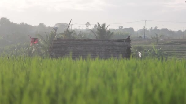 Shed in the Center of the Rice Field — Stock Video