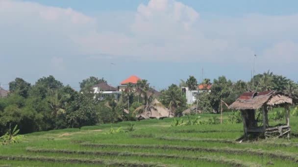 Barn on a Rice Field — Stock Video