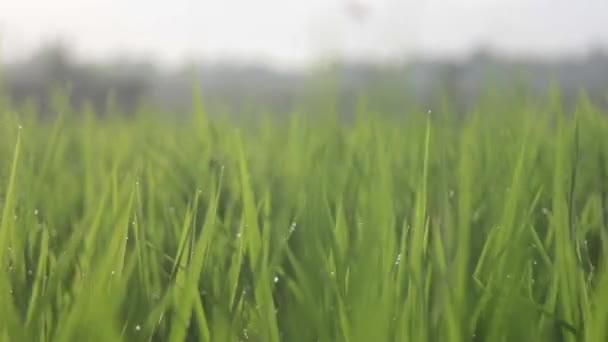 Brotos de arroz no orvalho — Vídeo de Stock