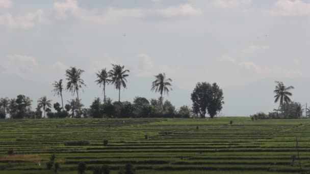 Вид рисовых полей — стоковое видео