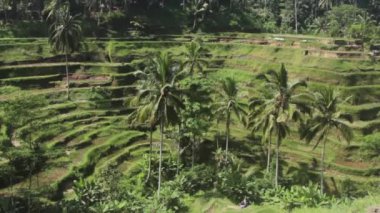 Palmiye ağaçlarında pirinç terasları