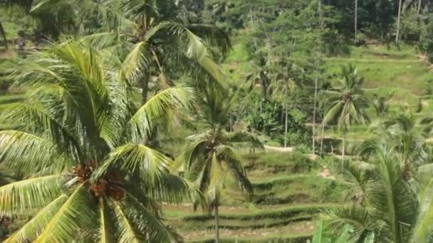 Palmeras en las terrazas de arroz — Vídeo de stock