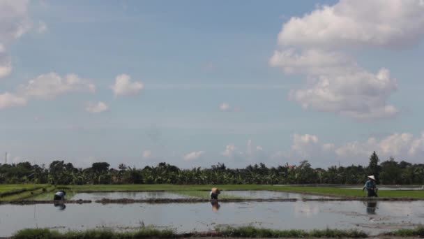 Mężczyzn, sadzenie ryżu — Wideo stockowe