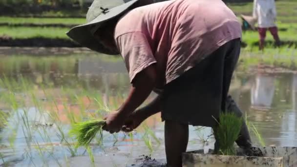 Vrouw aanplant rijst — Stockvideo