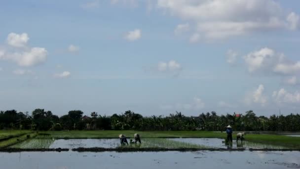 Mężczyzn sadzenia ryżu w dziedzinie — Wideo stockowe