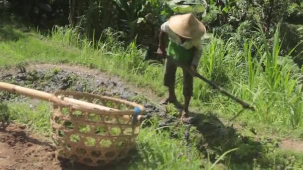 En Man som förbereder risfältet för plantering — Stockvideo
