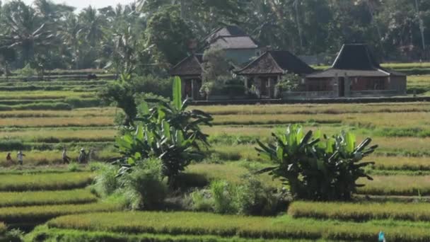 人们收集在稻田里的水稻 — 图库视频影像