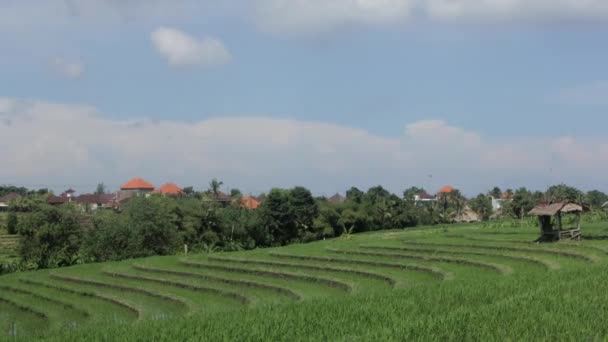 Nuvole che si muovono sul campo di riso e sul villaggio — Video Stock