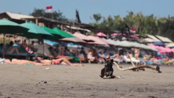 Playa de arena con camas de sol — Vídeos de Stock