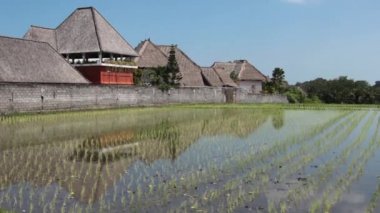 pirinç tarlaları Bali görünümünü