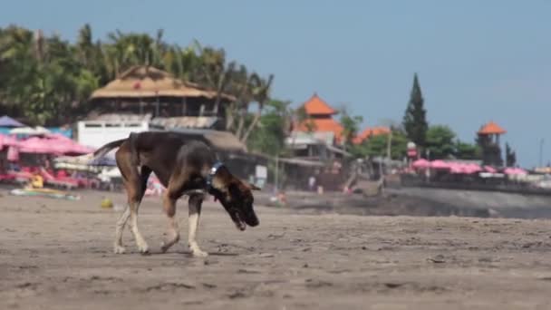 Περπάτημα στην παραλία Μπαλί σκύλο — Αρχείο Βίντεο