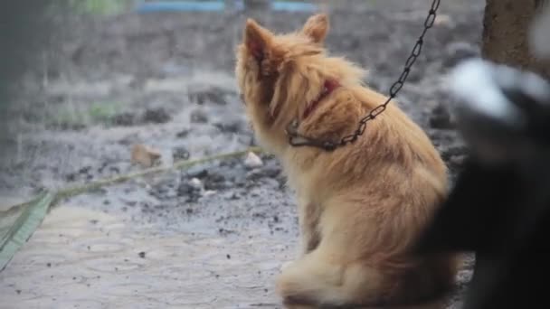 Perro pequeño bajo una lluvia tropical — Vídeo de stock