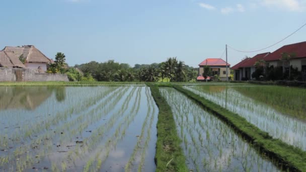 Champ de riz rempli d'eau 